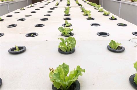 氣耕栽培|Aeroponics